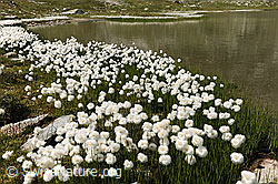 F070716: Wollgras am Ufer des Jostsee