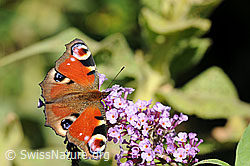 Tagpfauenauge (Inachis io) (F070984)