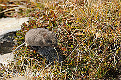 F071119: Rötelmaus (Myodes glareolus)
