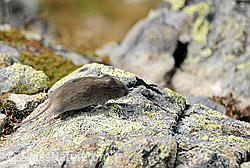 F071121: Rötelmaus (Myodes glareolus) rennt über Felsblock