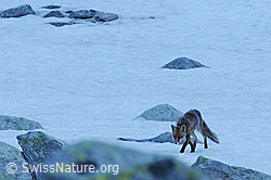 F071145: Fuchs