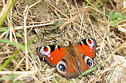 Schmetterling: Pfauenauge (F071473)