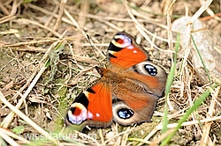Pfauenauge (Inachis io) (F071474)