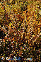 F072231: Farn in den Herbstfarben