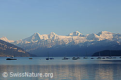 F073331: Dreigestirn und Thunersee