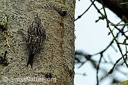 Waldbaumläufer (Certhia familiaris) (F073584)