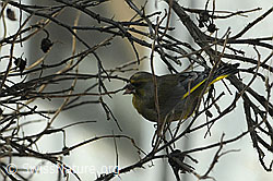 Grünling (Chloris chloris) (F073596)