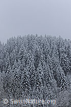 F073681: Schneefall im Winterwald