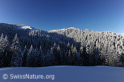 F073721: Morgenstimmung im Winterwald