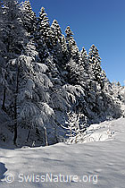F074048: Winterwald