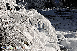 F074052: Verschneite Äste junger Bäume