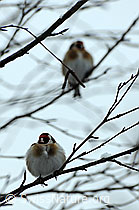 Distelfinken (Carduelis carduelis) im Geäst sitzend (F074193)