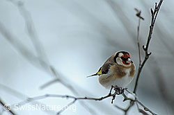 Distelfink (Carduelis carduelis) (F074195)