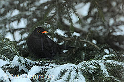 Foto: Amsel bei Schneefall