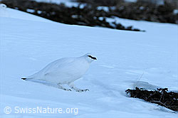 F074408: Schneehuhn auf Schneefeld