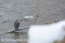 F074467: Wasseramsel (Cinclus cinclus)