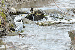 Foto: Fischreiher (Ardea cinerea)