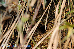 F074761: Nest des Zaunkönig