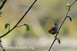 Photo: Zaunkönig (Troglodytes troglodytes)