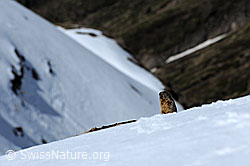F075111: Murmeltier im Schnee