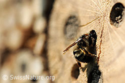 Wildbiene an Bienenhotel (F075843)