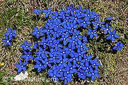 F075901: Gruppe blühender Enzian