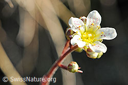 F075967: Blüte Traubensteinbrech