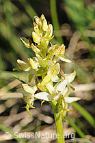 F075978: Weisses Breitkölbchen (Platanthera bifolia)