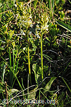 F075980: Weisses Breitkölbchen (Platanthera bifolia)