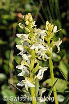 F076000: Weisses Breitkölbchen (Platanthera bifolia)