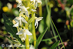 F076001: Weisses Breitkölbchen (Platanthera bifolia)