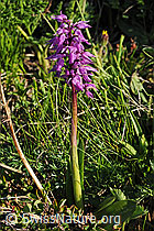 F076005: Knabenkraut