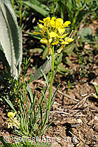 F076021: Schweizer Schöterich