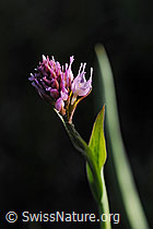 F076022: Kugelorchis