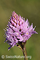 F076034: Kugelorchis (Traunsteinera globosa)