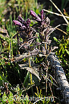 F076040: Alpenhelm