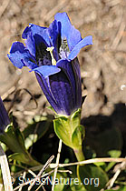 F076064: Kochscher Enzian