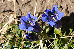 F076065: Enziane