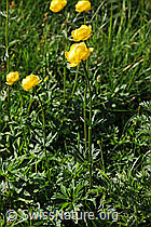 F076092: Ankebälli