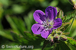 F076096: Blüte des Storchschnabel