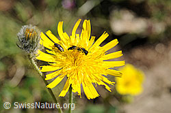 F076104: Stumpfzähnige Zottelbiene (Panurgus calcaratus) auf Grauzottigem Habichtskraut (Hieracium piliferum)