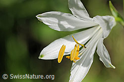 F076125: Weisse Blüte mit gelben Stempeln