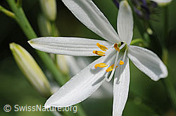 F076153: Blüte der Graslilie