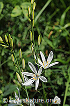 F076155: Astlose Graslilie