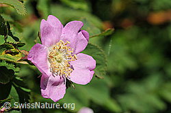 F076165: Blüte der Alpen-Hagrose