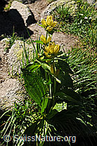 F077047: Getüpfelter Enzian (Gentiana punctata)