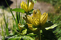 F077049: Getüpfelter Enzian (Gentiana punctata)