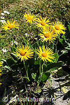 F077061: Grossköpfige Gemswurz