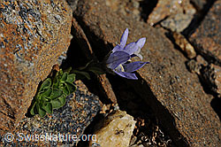 F077349: Mont Cenis-Glockenblume