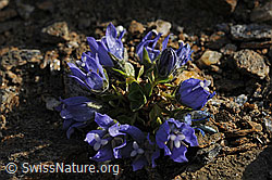F077352: Mont-Cenis Glockenblume (Campanula cenisia)
